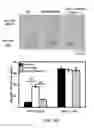 Fig. 15 - Methods and materials for treating cancers that express reduced levels of wild-type p53 polypeptides