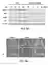 Fig. 16 - Methods and materials for treating cancers that express reduced levels of wild-type p53 polypeptides