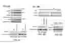 Fig. 19 - Methods and materials for treating cancers that express reduced levels of wild-type p53 polypeptides