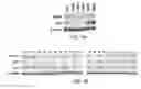 Fig. 22 - Methods and materials for treating cancers that express reduced levels of wild-type p53 polypeptides