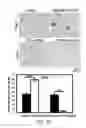 Fig. 25 - Methods and materials for treating cancers that express reduced levels of wild-type p53 polypeptides