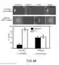 Fig. 27 - Methods and materials for treating cancers that express reduced levels of wild-type p53 polypeptides