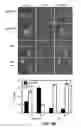 Fig. 28 - Methods and materials for treating cancers that express reduced levels of wild-type p53 polypeptides