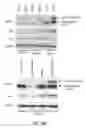 Fig. 29 - Methods and materials for treating cancers that express reduced levels of wild-type p53 polypeptides