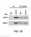 Fig. 41 - Methods and materials for treating cancers that express reduced levels of wild-type p53 polypeptides