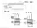 Fig. 42 - Methods and materials for treating cancers that express reduced levels of wild-type p53 polypeptides