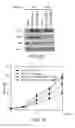 Fig. 43 - Methods and materials for treating cancers that express reduced levels of wild-type p53 polypeptides