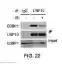 Fig. 44 - Methods and materials for treating cancers that express reduced levels of wild-type p53 polypeptides