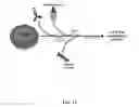 Fig. 13 - METHODS FOR RESTORING CORTICOSTEROID SENSITIVITY