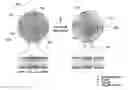 Fig. 01 - Photoactivatable lipid-based nanoparticles as vehicles for dual agent delivery