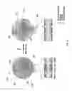 Fig. 03 - Photoactivatable lipid-based nanoparticles as vehicles for dual agent delivery