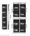 Fig. 18 - Photoactivatable lipid-based nanoparticles as vehicles for dual agent delivery