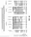Fig. 16 - Methods of making DLL3 antibody drug conjugates