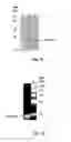 Fig. 10 - Method of producing an immunoligand/payload conjugate