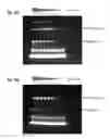 Fig. 13 - Method of producing an immunoligand/payload conjugate