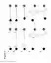 Fig. 04 - Glycoengineered antibody drug conjugates