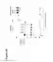 Fig. 71 - Glycoengineered antibody drug conjugates