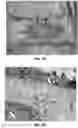Fig. 04 - Systems, compositions, and methods for local imaging and treatment of pain