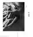Fig. 06 - Shaped bone graft materials and methods of use
