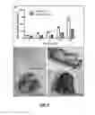 Fig. 05 - Three-Dimensional Scaffold Functionalized with Micro-Tissues for Tissue Regeneration