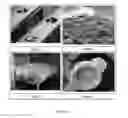 Fig. 24 - Bioceramic compositions and biomodulatory uses thereof