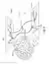 Fig. 09 - Method of treating a neurological disorder using network stimulation