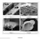 Fig. 24 - BIOCERAMIC COMPOSITIONS AND BIOMODULATORY USES THEREOF