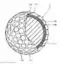 Fig. 01 - Golf ball