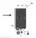 Fig. 01 - Surface modified filter media