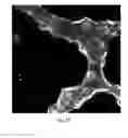 Fig. 15 - Microfluidic methods for manipulating DNA
