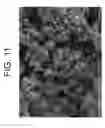 Fig. 13 - Porous Articles Formed From Polyparaxylylene and Processes For Forming The Same