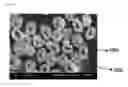 Fig. 10 - MELT-BLOWN FIBER WEB HAVING IMPROVED ELASTICITY AND COHESION, AND MANUFACTURING METHOD THEREFOR