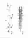 Fig. 04 - Fastener with adhesive base and twist-tie and method of making the fastener and of using the fastener