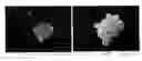 Fig. 01 - Elemental selenium nanoparticles and production method