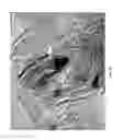 Fig. 07 - BORON NITRIDE NANOSHEETS AND METHODS OF MAKING AND USING THE SAME