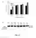 Fig. 08 - Compositions and methods for glucose transport inhibition