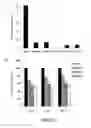 Fig. 15 - Compositions and methods for glucose transport inhibition