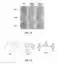 Fig. 23 - Compositions and methods for glucose transport inhibition