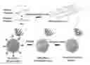 Fig. 01 - Porous diacetylene particles, synthesis method thereof