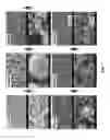 Fig. 08 - Porous diacetylene particles, synthesis method thereof