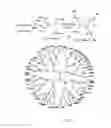 Fig. 02 - Method for separating flavonoid substances in Chi based on a magnetic nanoparticles-PAMAM nano composites