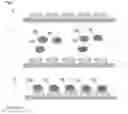 Fig. 02 - Compounds for binding to the platelet specific glycoprotein IIb/IIIa and their use for imaging of thrombi