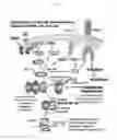 Fig. 12 - Compositions and methods for treating cancer