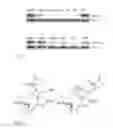 Fig. 06 - Sesquiterpenoid STAT3 inhibitors