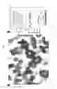 Fig. 02 - Compositions comprising thienopyrimidine and thienopyridine compounds and methods of use thereof