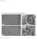 Fig. 06 - Peptide and Complex of Same, Scaffold for Tissue Repair and Surface Treatment Method for Same, and Surface Treatment Solution or Set of Treatment Solutions