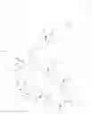 Fig. 94 - Immunomodulators