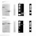 Fig. 03 - Secretagogues derived from oxalobacter formigenes