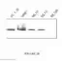 Fig. 22 - MSP nanopores and related methods