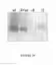 Fig. 28 - MSP nanopores and related methods